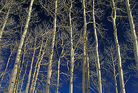 Aspen Trees Against Blue Sky, Dixie National Forest, Utah