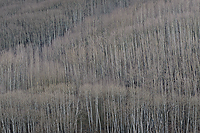 Aspen Covered Hillside, Dixie National Forest, Utah