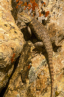 Desert Spiny Lizard, Utah