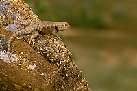 Desert Spiny Lizard, Utah