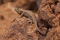 Desert Spiny Lizard, Utah