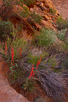 Eaton's Penstemon (Penstemon eatonii) and Fremont's Peppergrass (Lepidium fremontii) Glen Canyon National Recreation Area Utah
