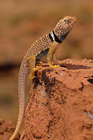 Great Basin Collared Lizard, (Crotaphytus bicinctores), Glen Canyon National Recreation Area, Utah