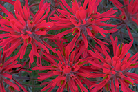 Indian Paintbrush (Castilleja scabrida) Grand Staircase Escalante National Monument Utah Spring