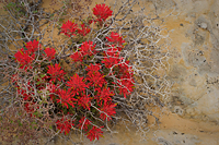 Indian Paintbrush, (Castilleja scabrida), Grand Staircase Escalante National Monument, Utah, Spring