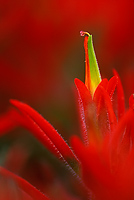 Paintbrush, Blossom, Close-up, Utah