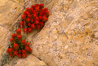 Paintbrush, Capitol Reef National Park, Utah