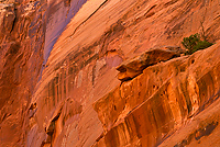 Upper Spring Canyon, Capitol Reef National Park, Utah