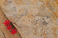 Indian Paintbrush Growing in Navaho Sandstone, Capitol Reef National Park, Utah