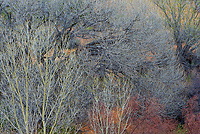 Trees, Spring, Deer Creek, Grand Staircase-Escalante National Monument, Utah