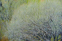 Trees, Spring, Deer Creek, Grand Staircase-Escalante National Monument, Utah