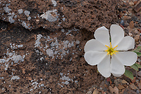 Tufted Evening-primrose, (Oenothera caespitosa), Capitol Reef National Park, Utah