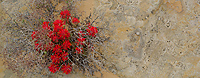 Indian Paintbrush Growing in Sandstone, Capitol Reef National Park, Utah