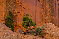 Canyon Wall, Grand Staircase / Escalante National Monument, UT