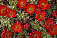 Claret Cup Cactus (Echinocereus triglochidiatus) Grand Staircase Escalante Natinal Monument, Utah Spring