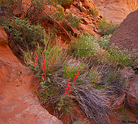 Eaton's Penstemon (Penstemon eatonii) and Fremont's Peppergrass (Lepidium fremontii) Glen Canyon National Recreation Area, Utah