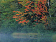 Autumn Color