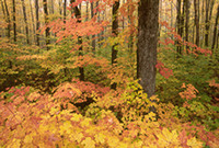 Autumn Color
