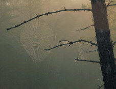Dewy Spiderweb