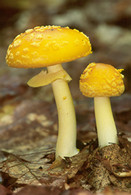 Mushrooms