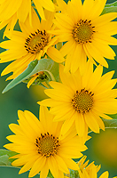 Maxillion Sunflower, Badlands National Park, SD