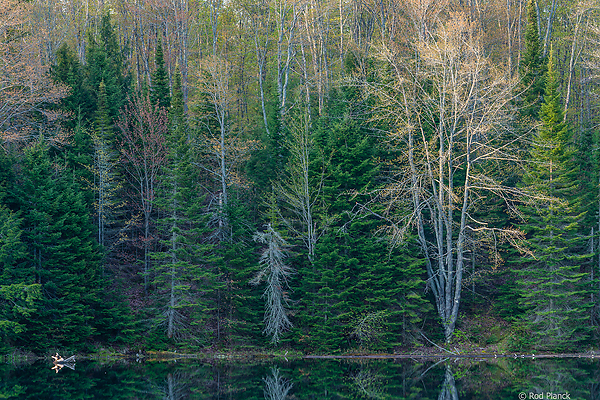 Ultimate Spring Forests, Wild Rivers and Waterfalls