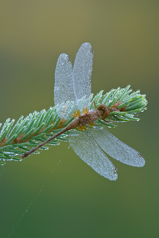 Meadowhawk dragonfly