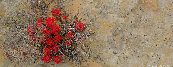 Indian Paintbrush, Utah